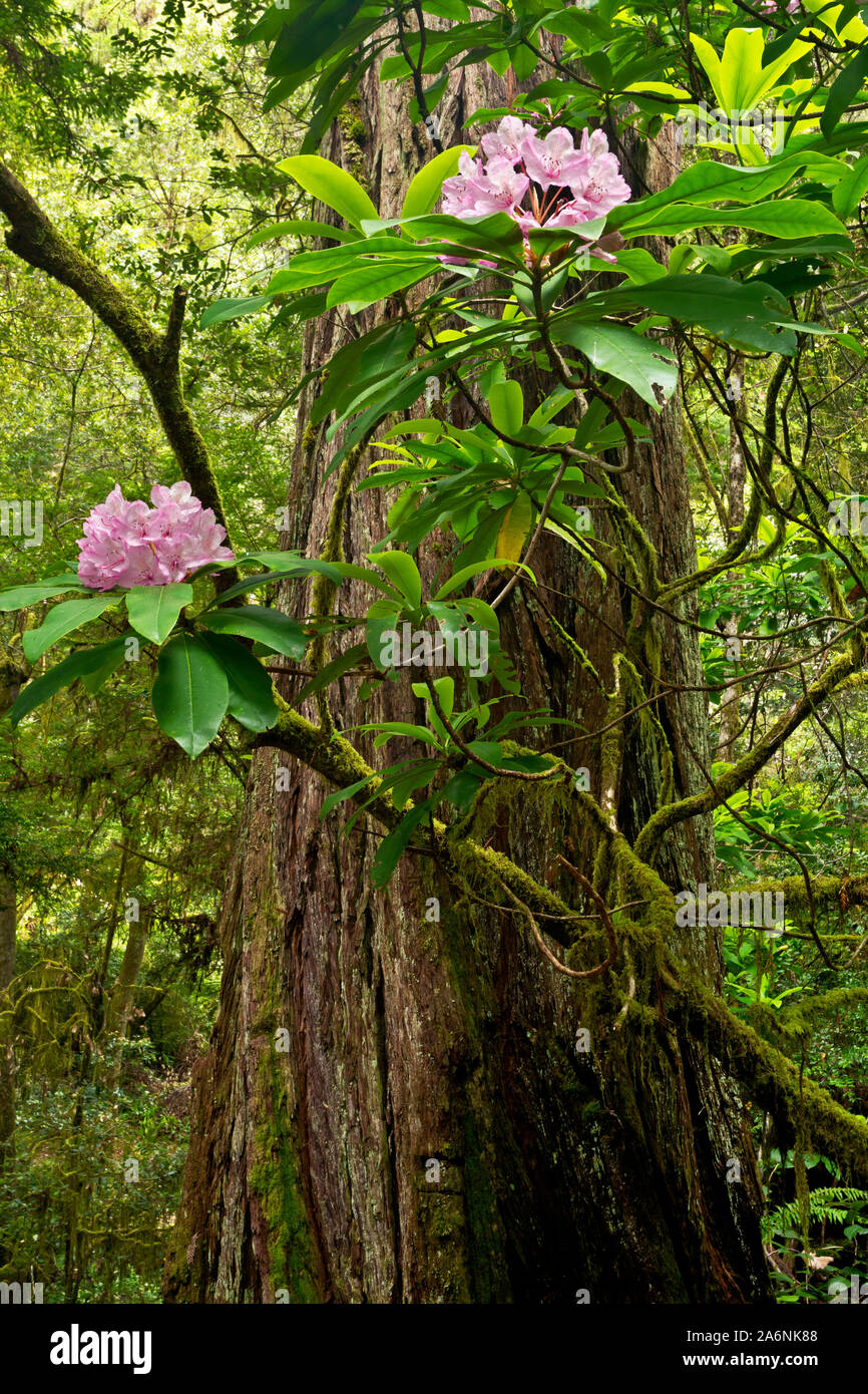 CA03803-00...CALIFORNIA - Native rhododendrons blooming among the giant redwood trees along the Hiochi Trail in Jedediah Smith Redwoods State Park. Stock Photo