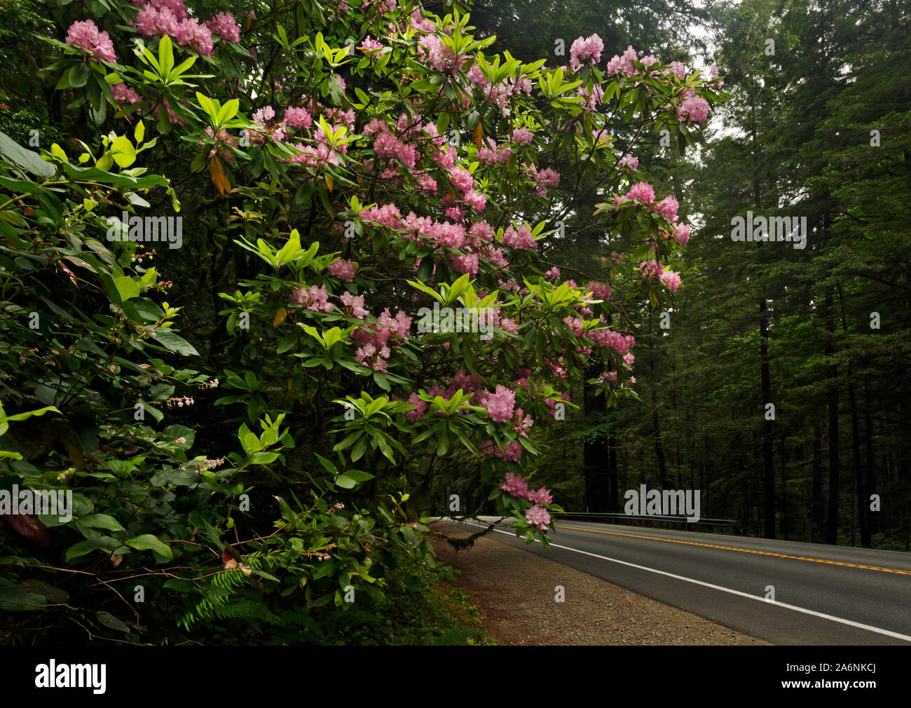 CA03808-00...CALIFORNIA - Native rhododendron in full bloom along Highway 199 in Jedediah Smith Redwoods State Park; part of the Redwoods National and Stock Photo