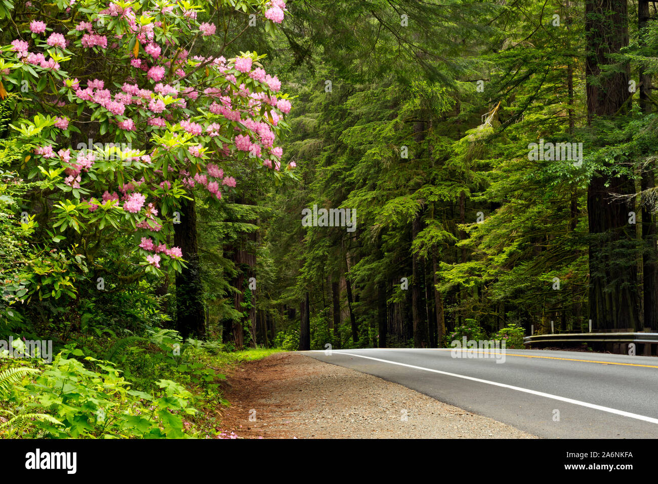 CA03810-00...CALIFORNIA - Native rhododendron in full bloom along Highway 199 in Jedediah Smith Redwoods State Park; part of the Redwoods National and Stock Photo