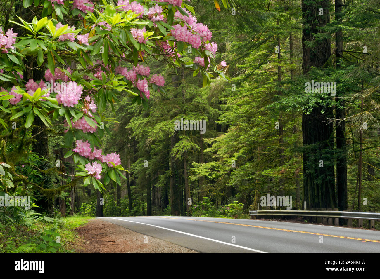 CA03811-00...CALIFORNIA - Native rhododendron in full bloom along Highway 199 in Jedediah Smith Redwoods State Park; part of the Redwoods National and Stock Photo