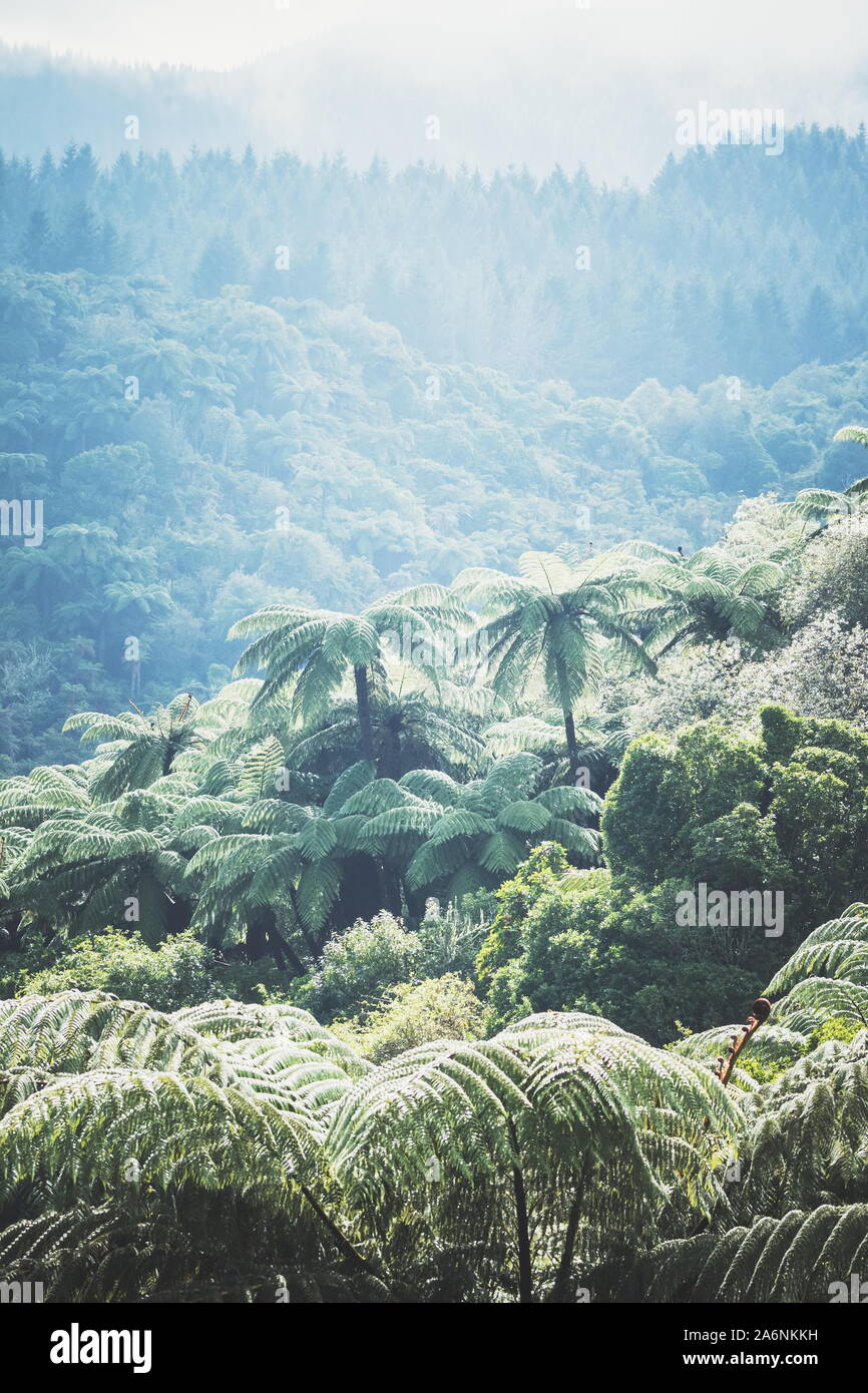 Background image of deep lush New Zealand Forest with prominent Tree Ferns. Stock Photo