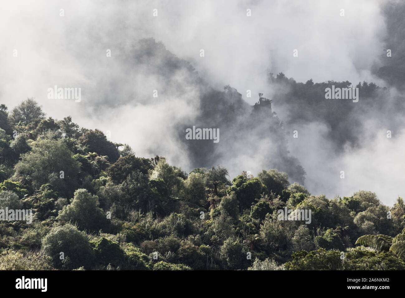 Geothermal steam rising through the lush forest of Waimangu Volcanic Valley, Rotorua, New Zealand. Stock Photo