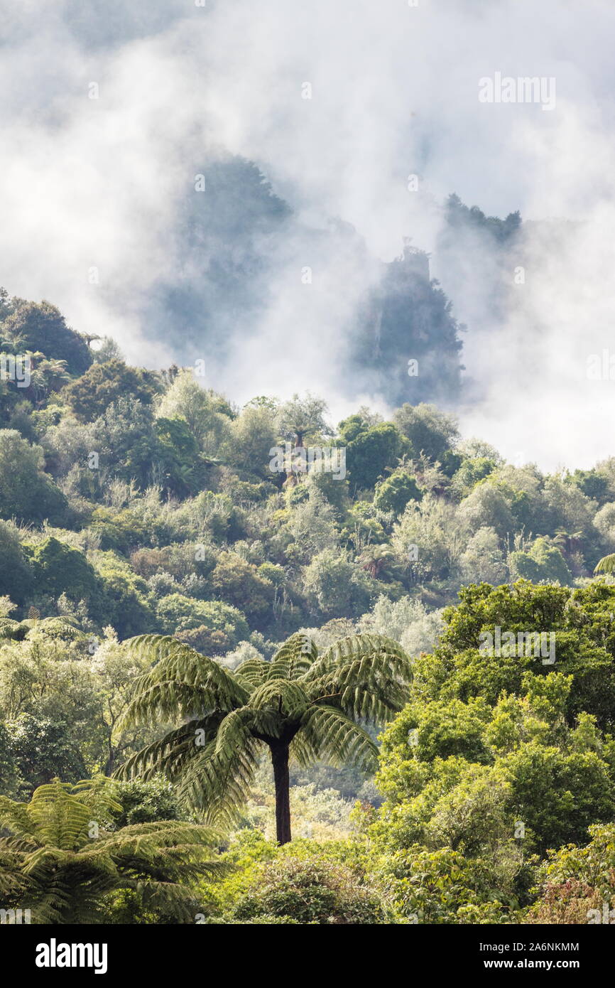 Geothermal steam rising through the lush forest of Waimangu Volcanic ...