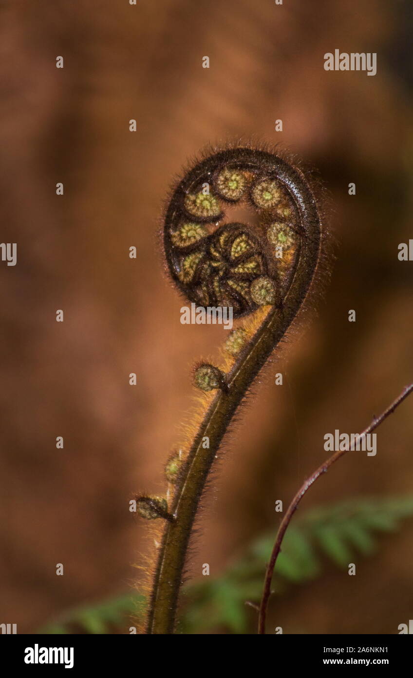 close up image of a New Zealand Dicksonia Tree Fern frond, also known as a Koru. Stock Photo