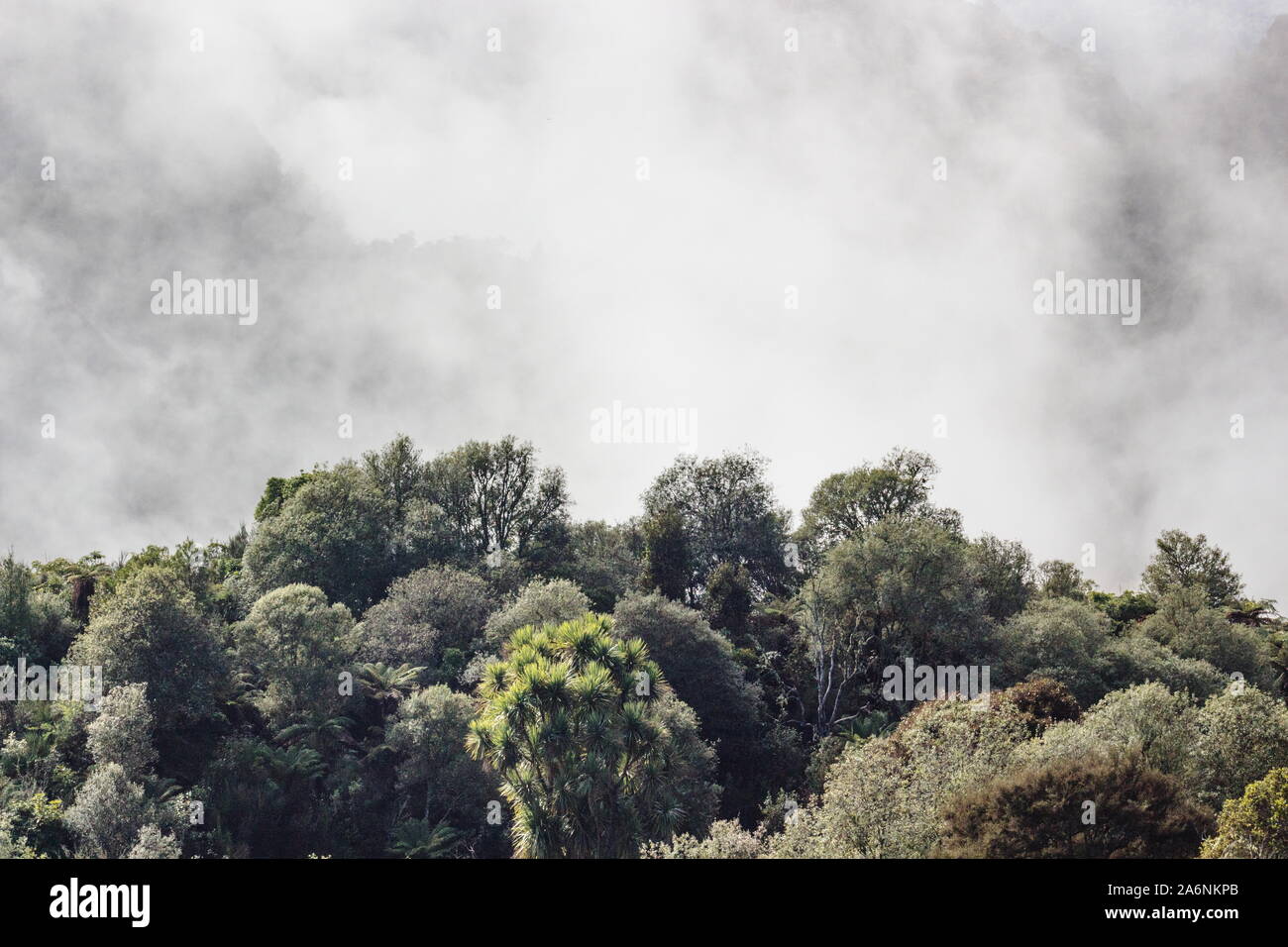 Geothermal steam rising through the lush forest of Waimangu Volcanic ...