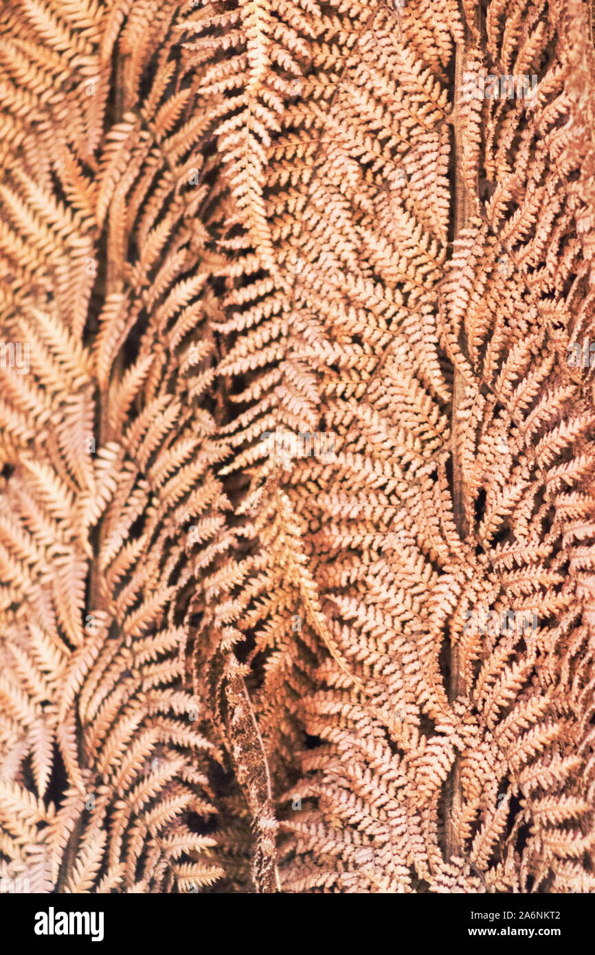 Abstract background image of dried fern tree leaves close up Stock Photo