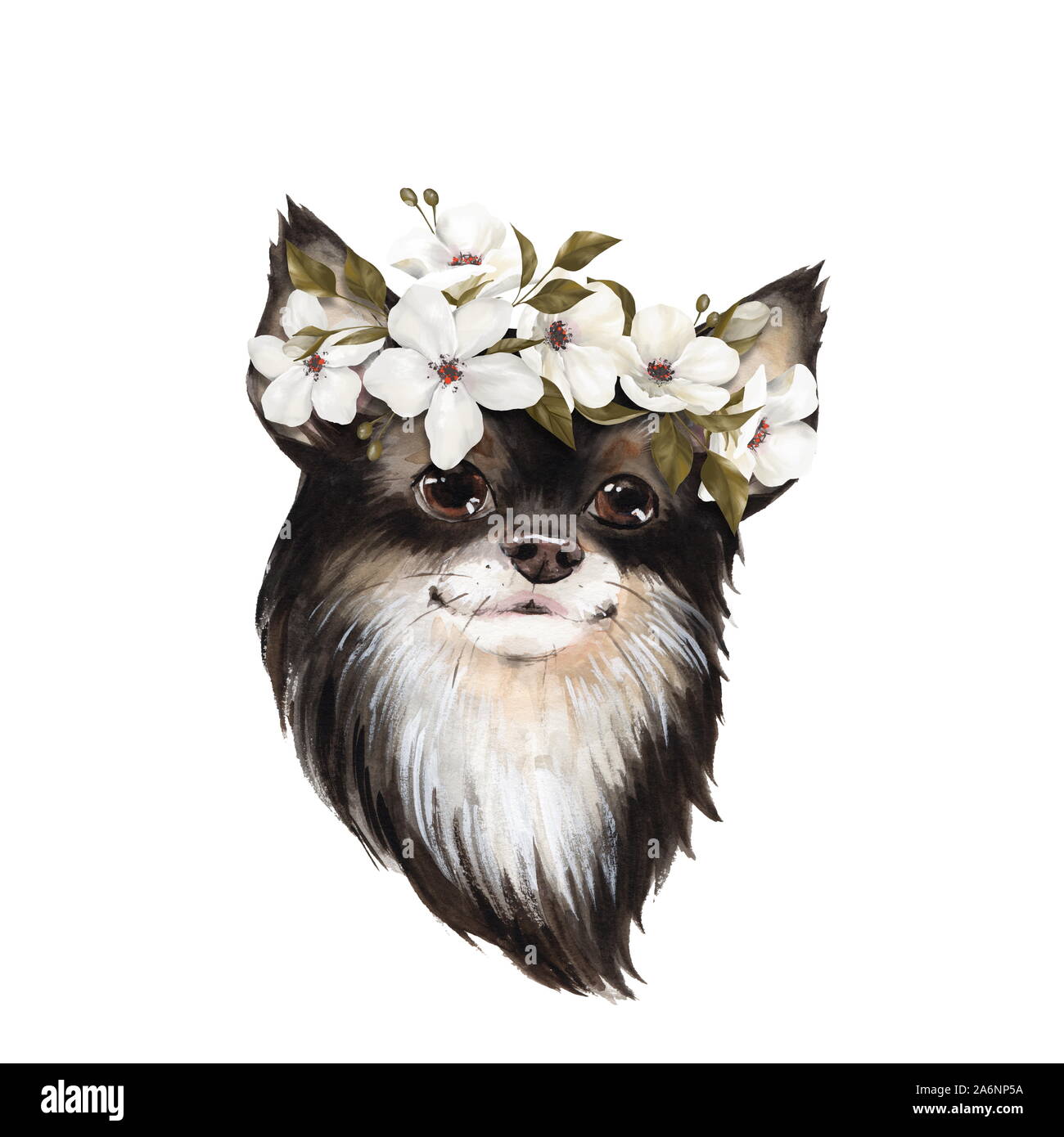 Cute Face Chihuahua Long Hair Cut Out Stock Images Pictures Alamy