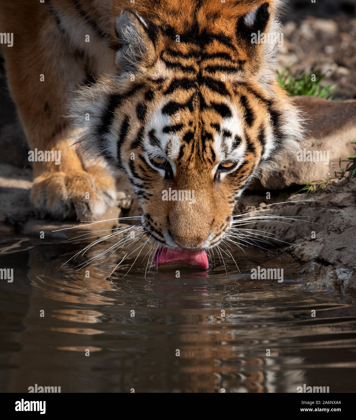 Tiger male drinking water. Wildlife scene with danger animal Stock Photo