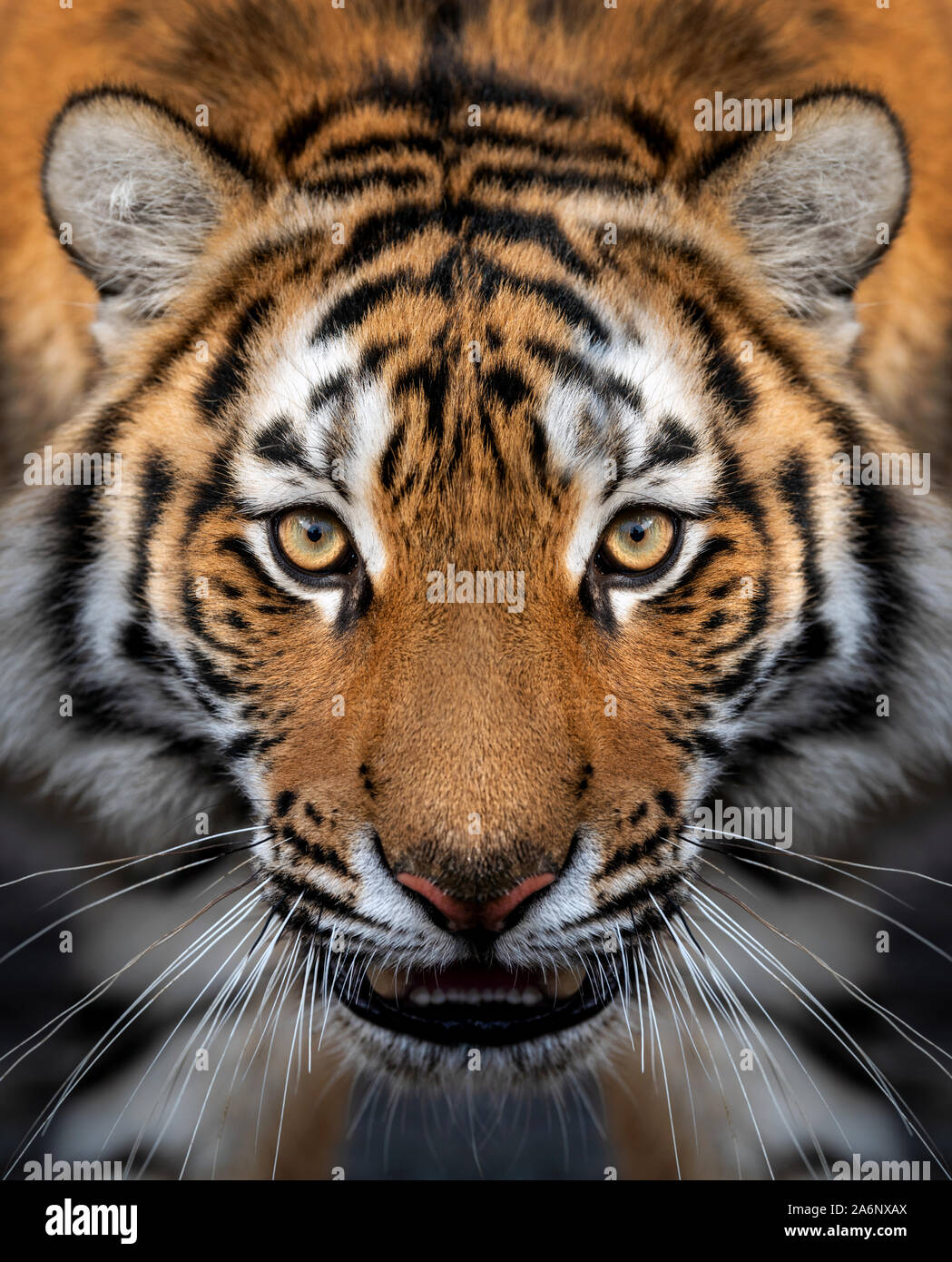 4,251 Tiger Front View Images, Stock Photos, 3D objects, & Vectors