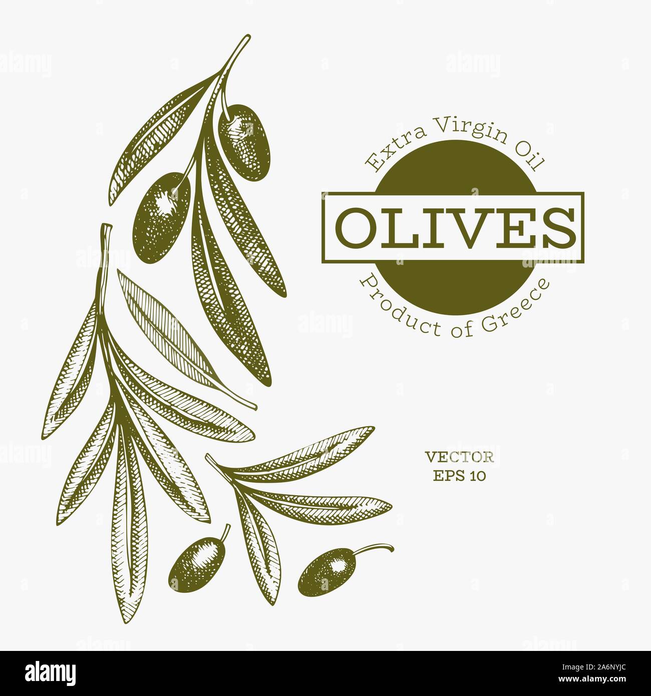 Olive branch illustration. Hand drawn vector food illustration ...
