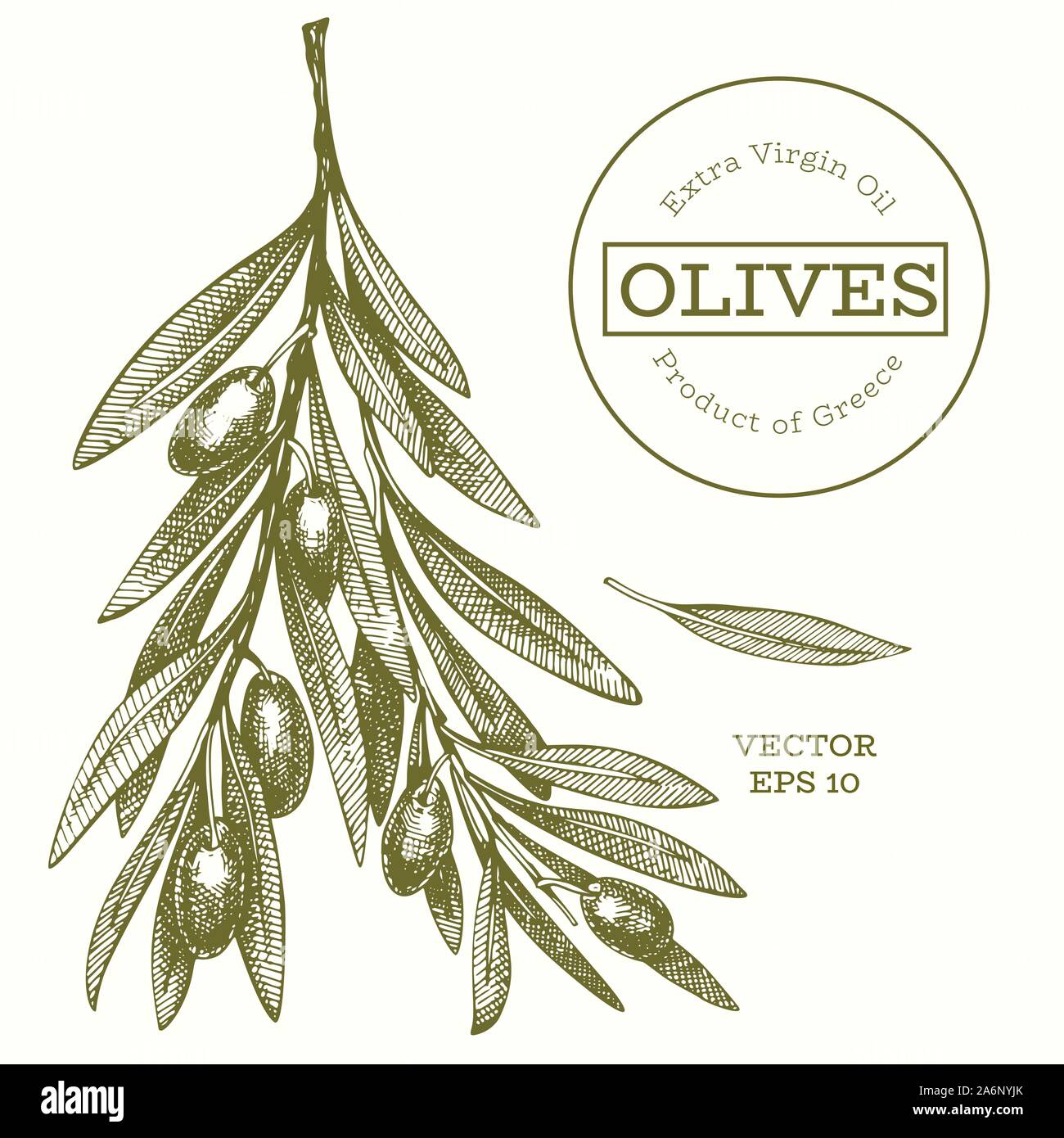 Olive branch illustration. Hand drawn vector food illustration ...