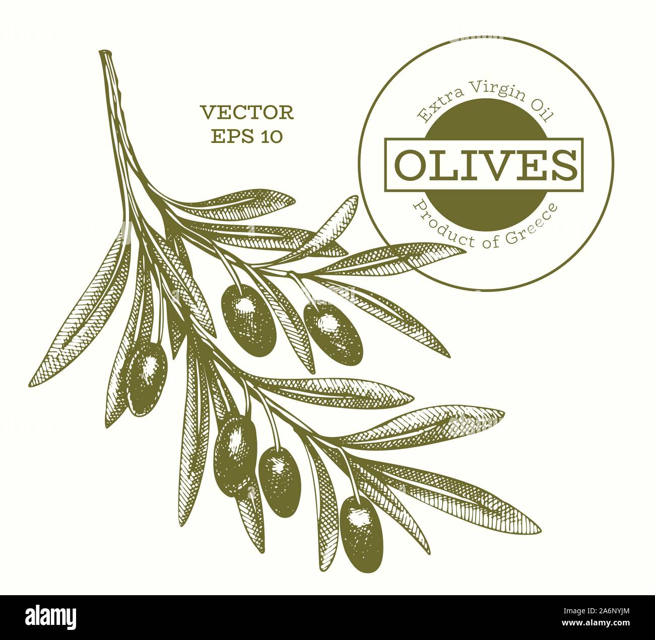 Olive branch illustration. Hand drawn vector food illustration ...