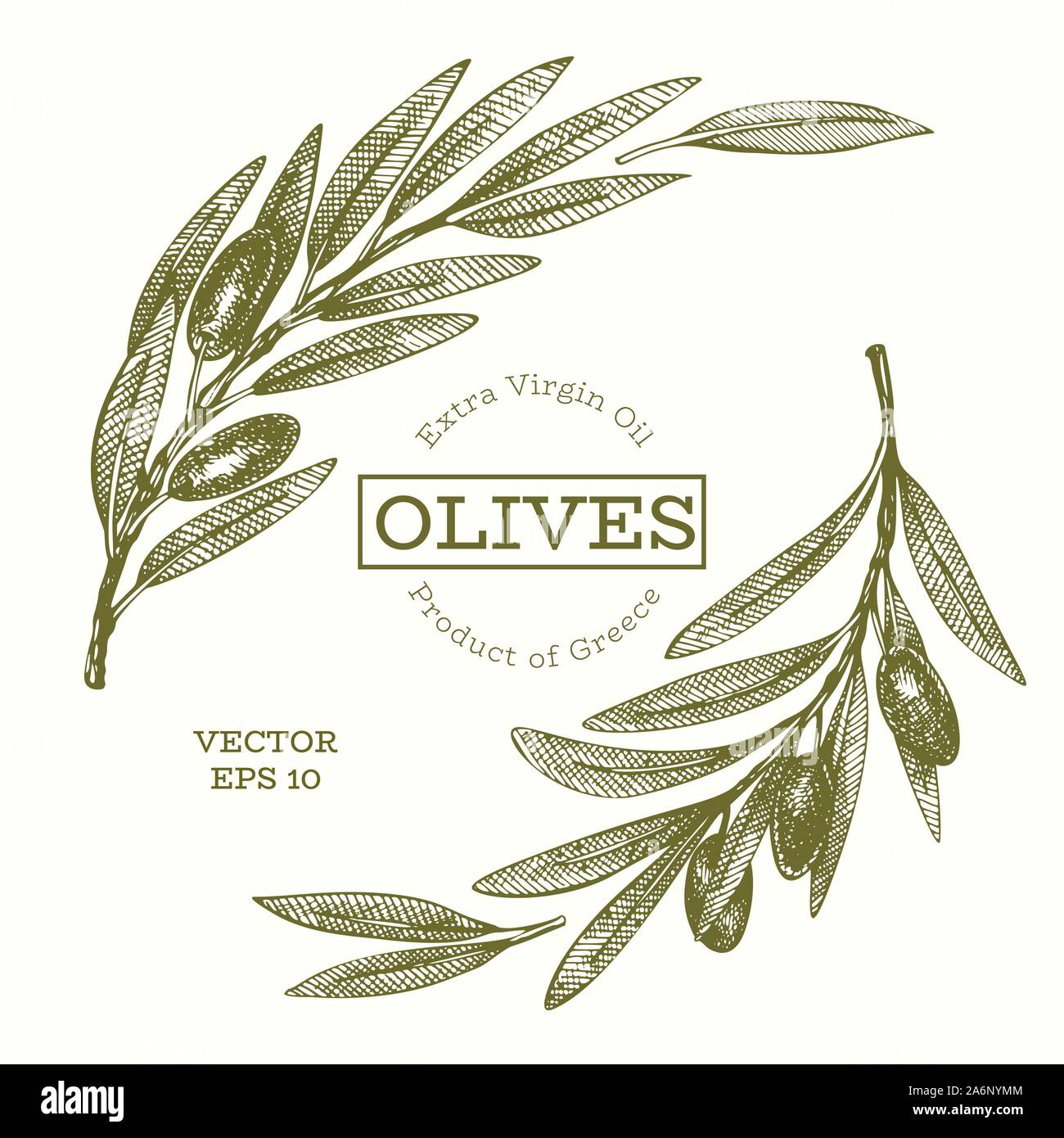 Olive branch illustration. Hand drawn vector food illustration ...