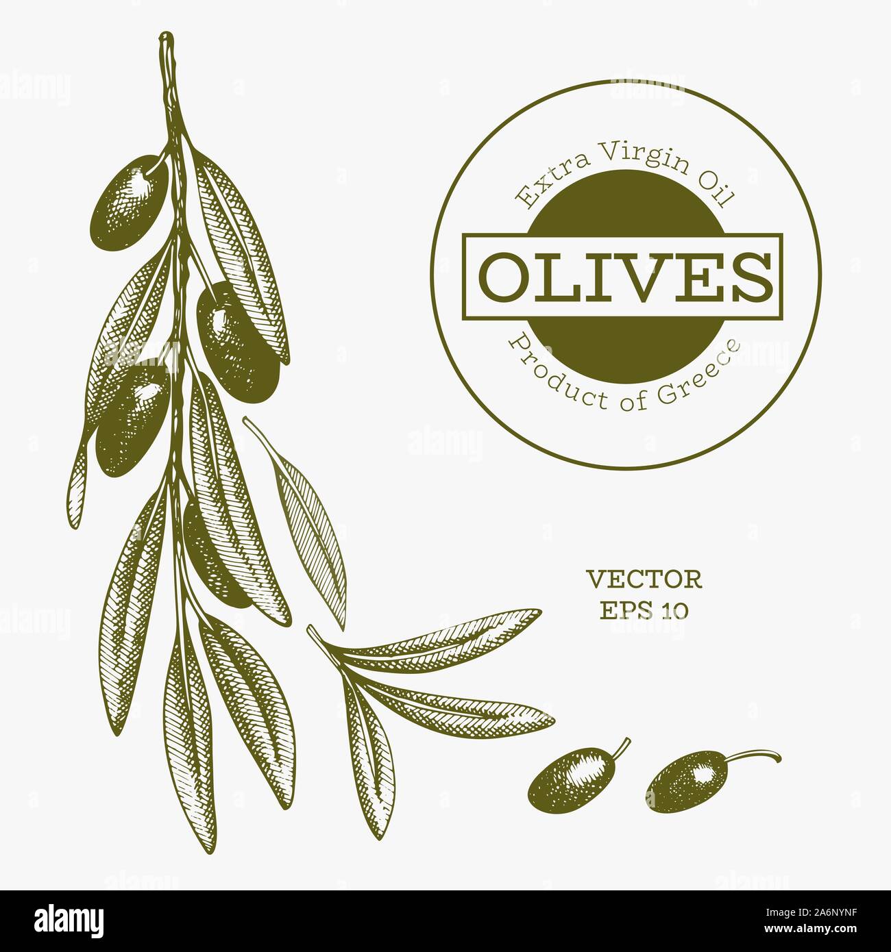 Olive branch illustration. Hand drawn vector food illustration ...