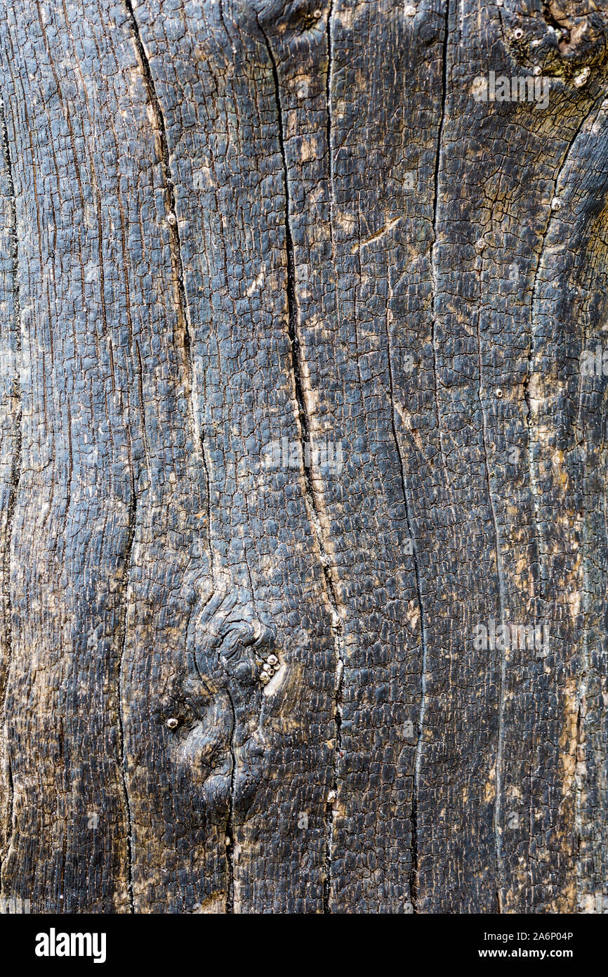 Burned wood texture, black and beige Stock Photo