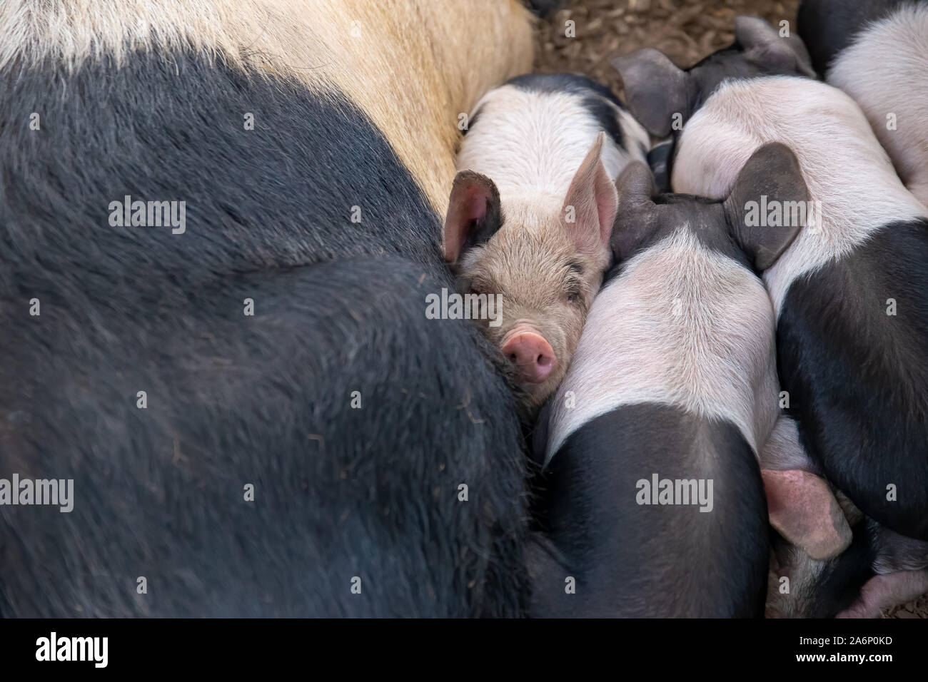 Saddleback piglets, sus scrofa domesticus, and their sow mother, sleeping squashed together in a pig pen Stock Photo