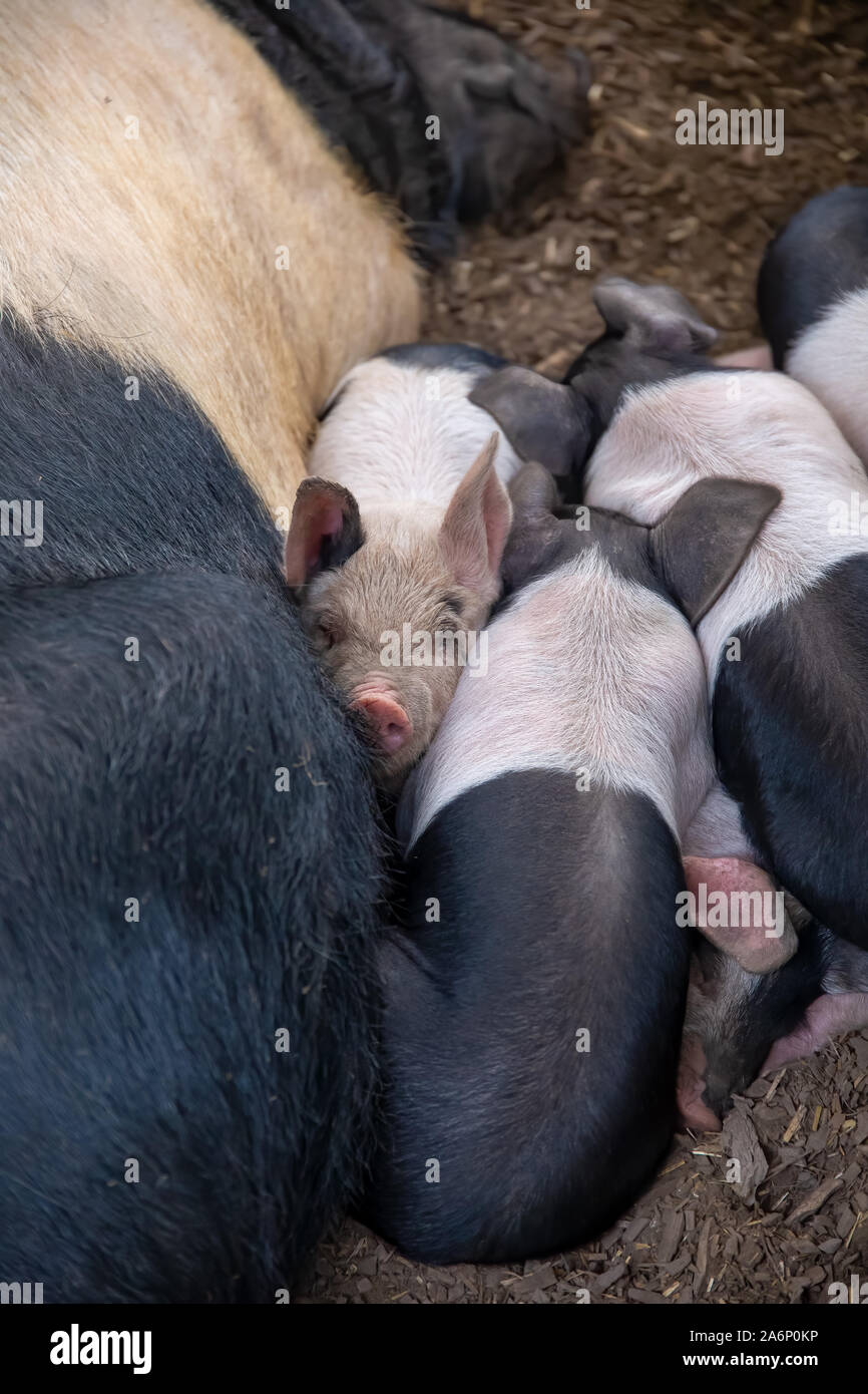 Saddleback piglets, sus scrofa domesticus, and their sow mother, sleeping squashed together in a pig pen Stock Photo