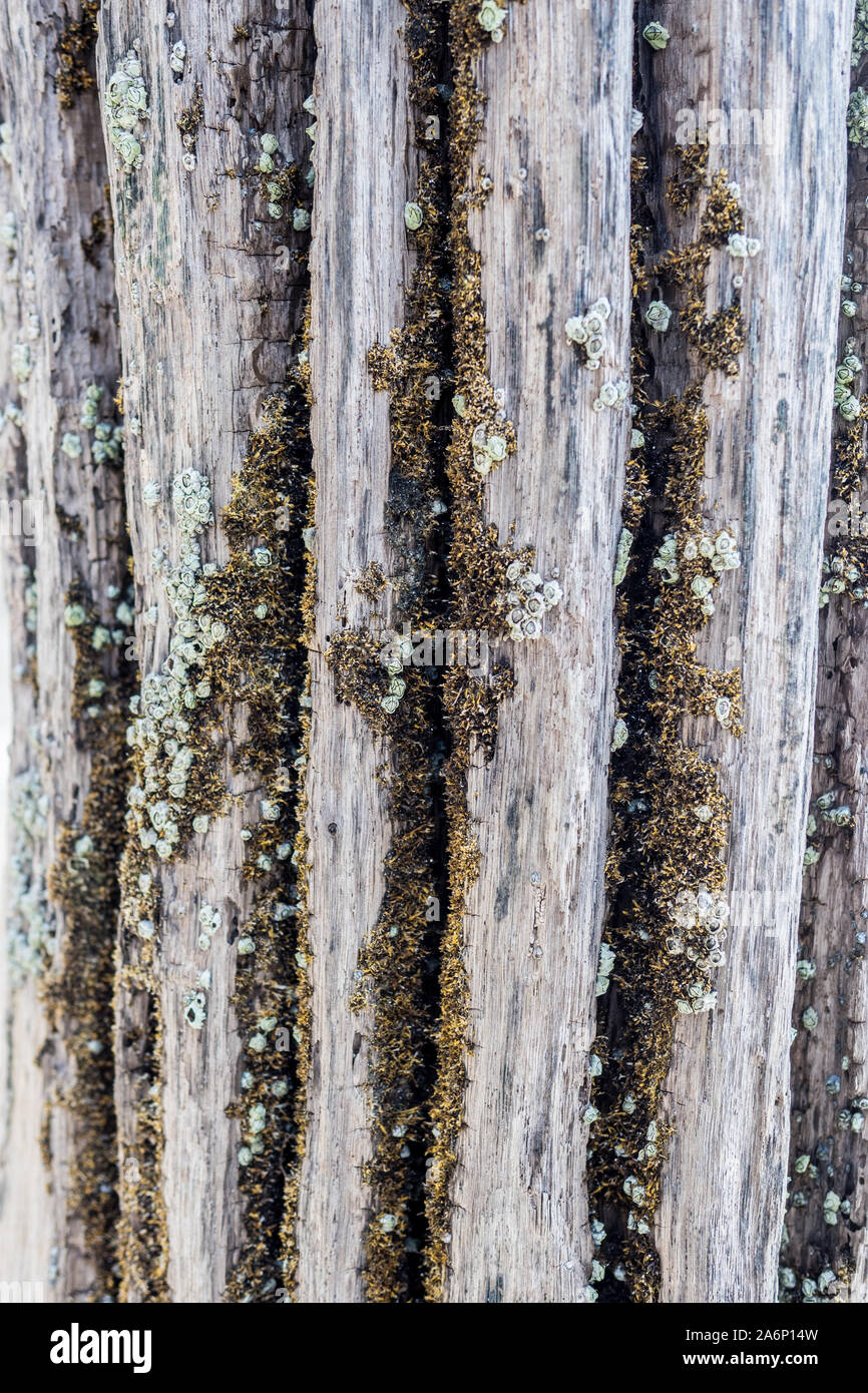 Wood cracked by sea vegetation Stock Photo Alamy