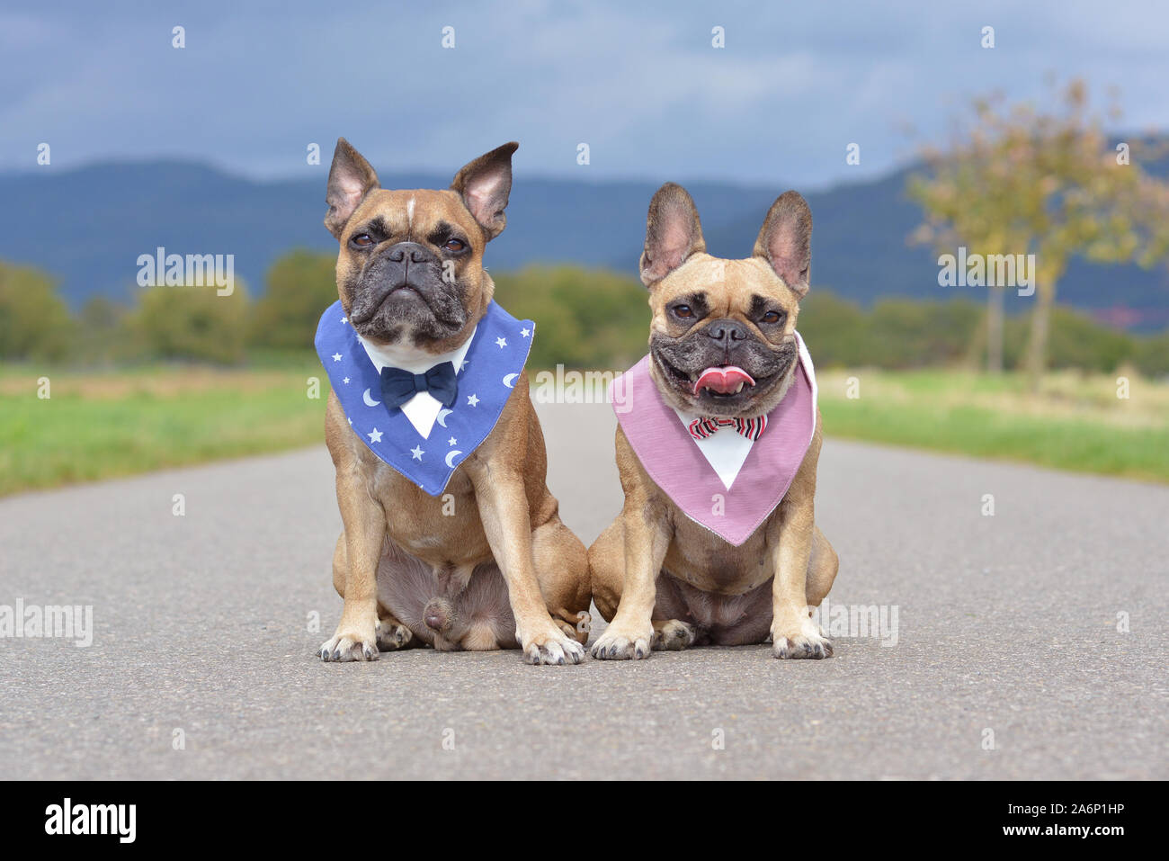 Two beautiful brown French Bulldogs sitting next to each other wearing matching neckerchieves with elegant bow ties Stock Photo