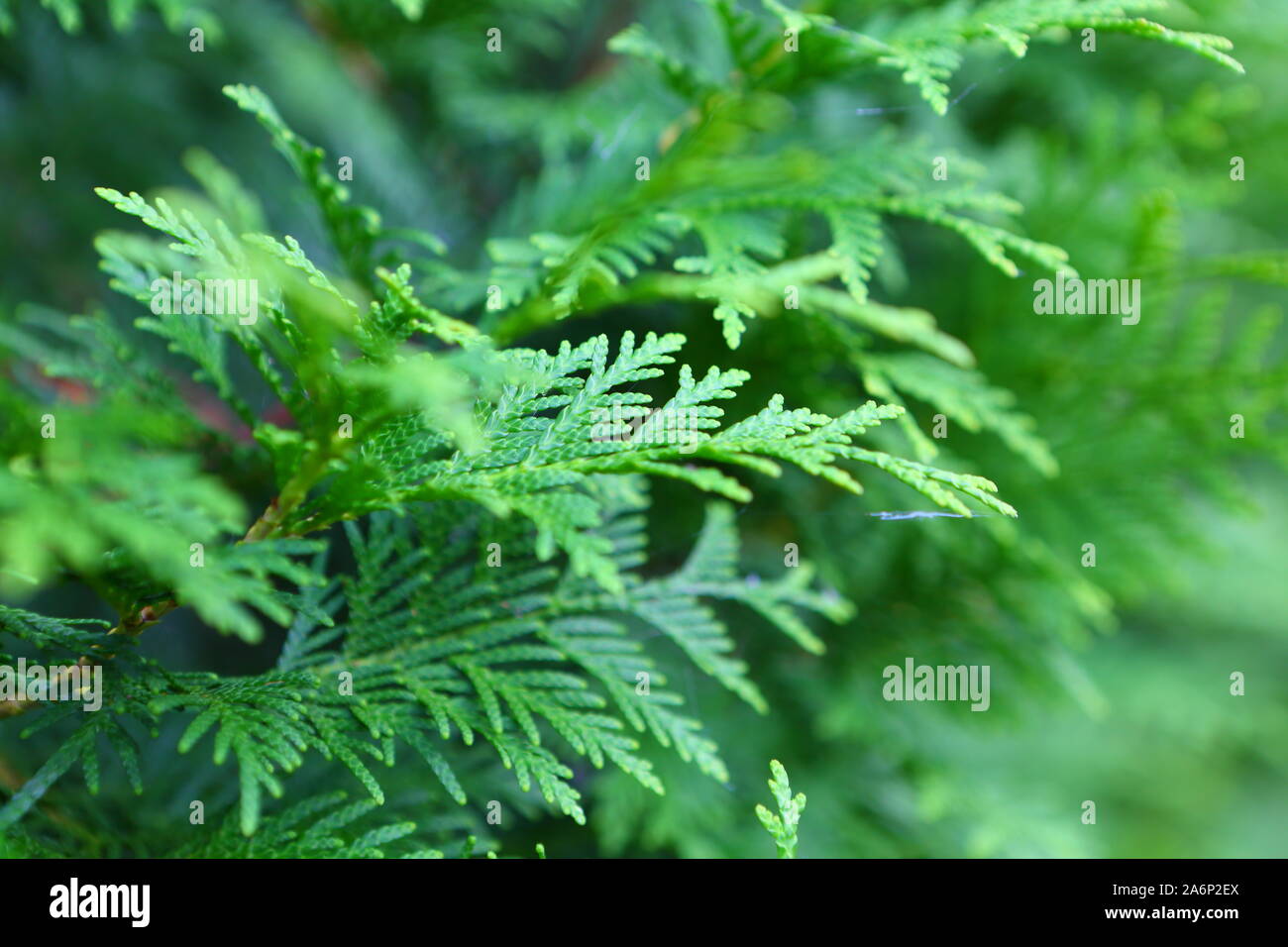 Juniper bush in the garden Stock Photo