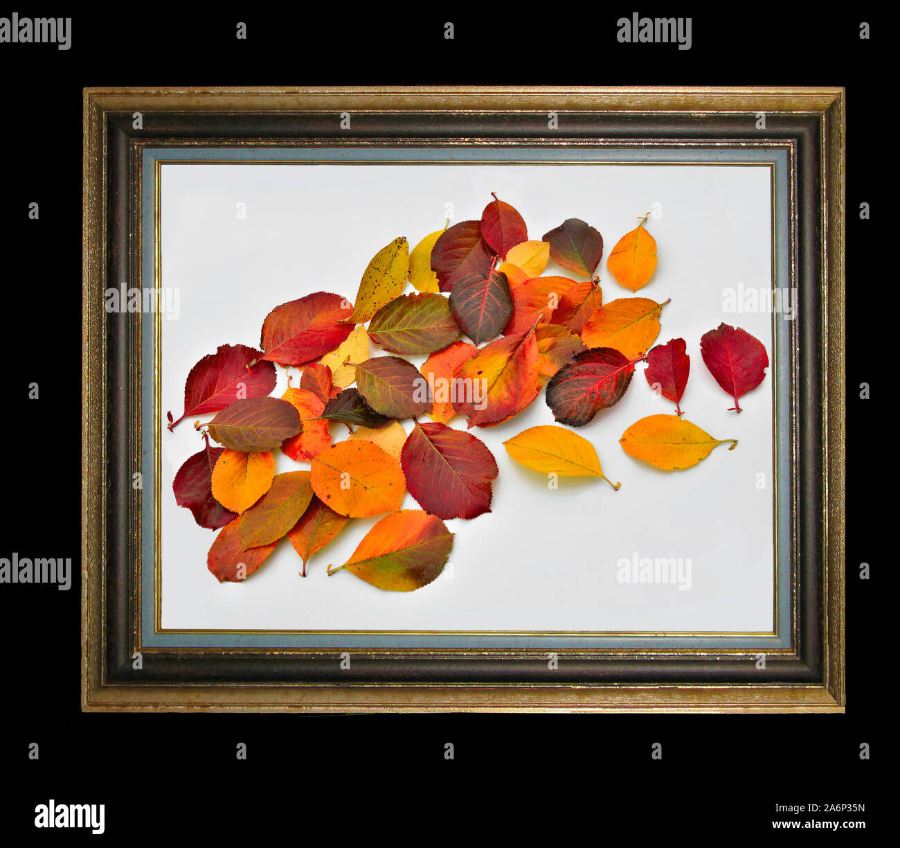 Composition from colorful bright autumn leaves isolated on white in old rectangular vintage wooden picture frame. Fall palette concept. Autumnal color Stock Photo