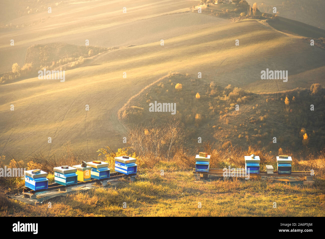 bee hives landscape background hills apiculture golden sunset light copyspace Stock Photo