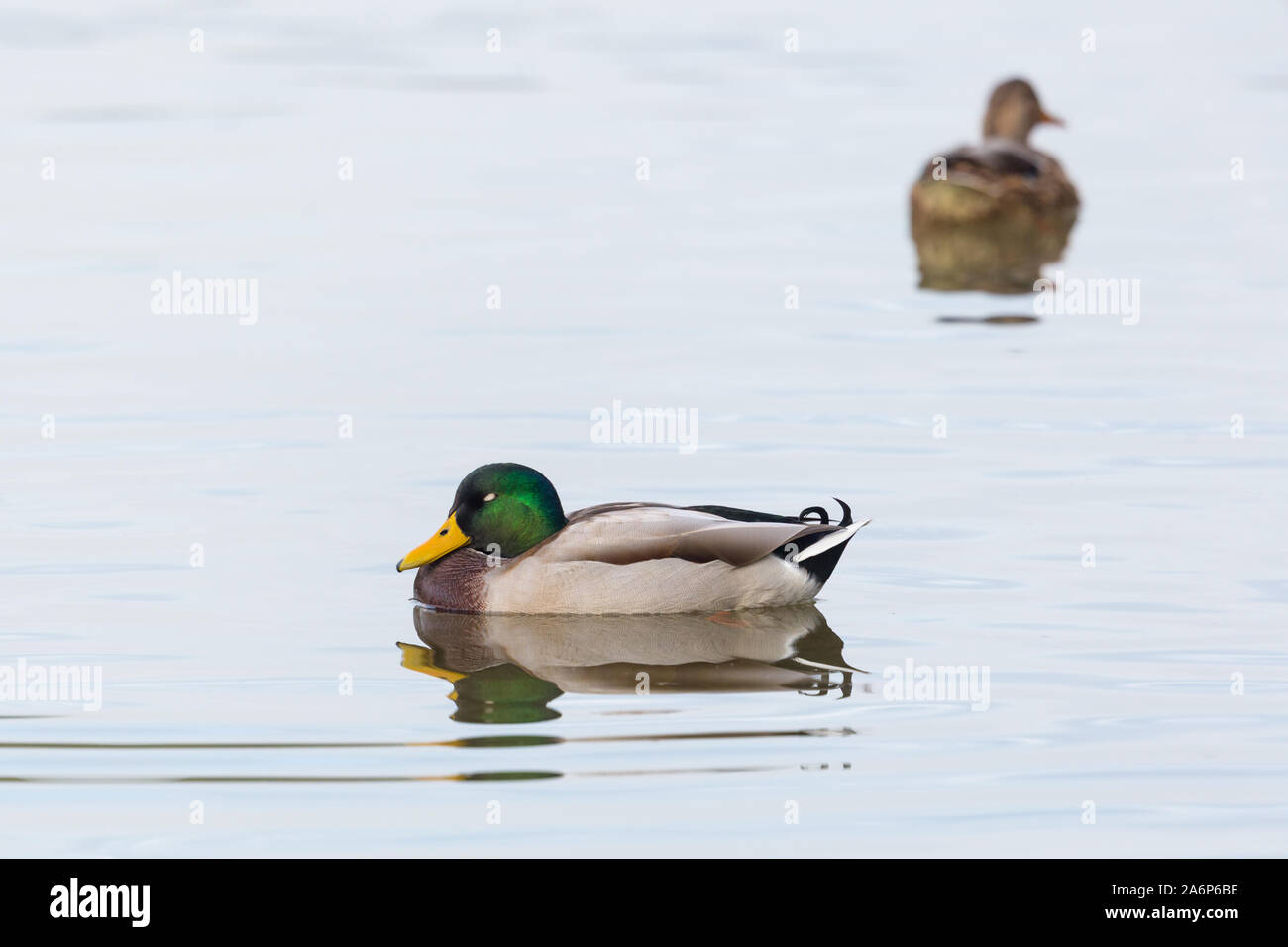 isolated male mallard duck (anas platyrhynchos) sleeping on water Stock Photo