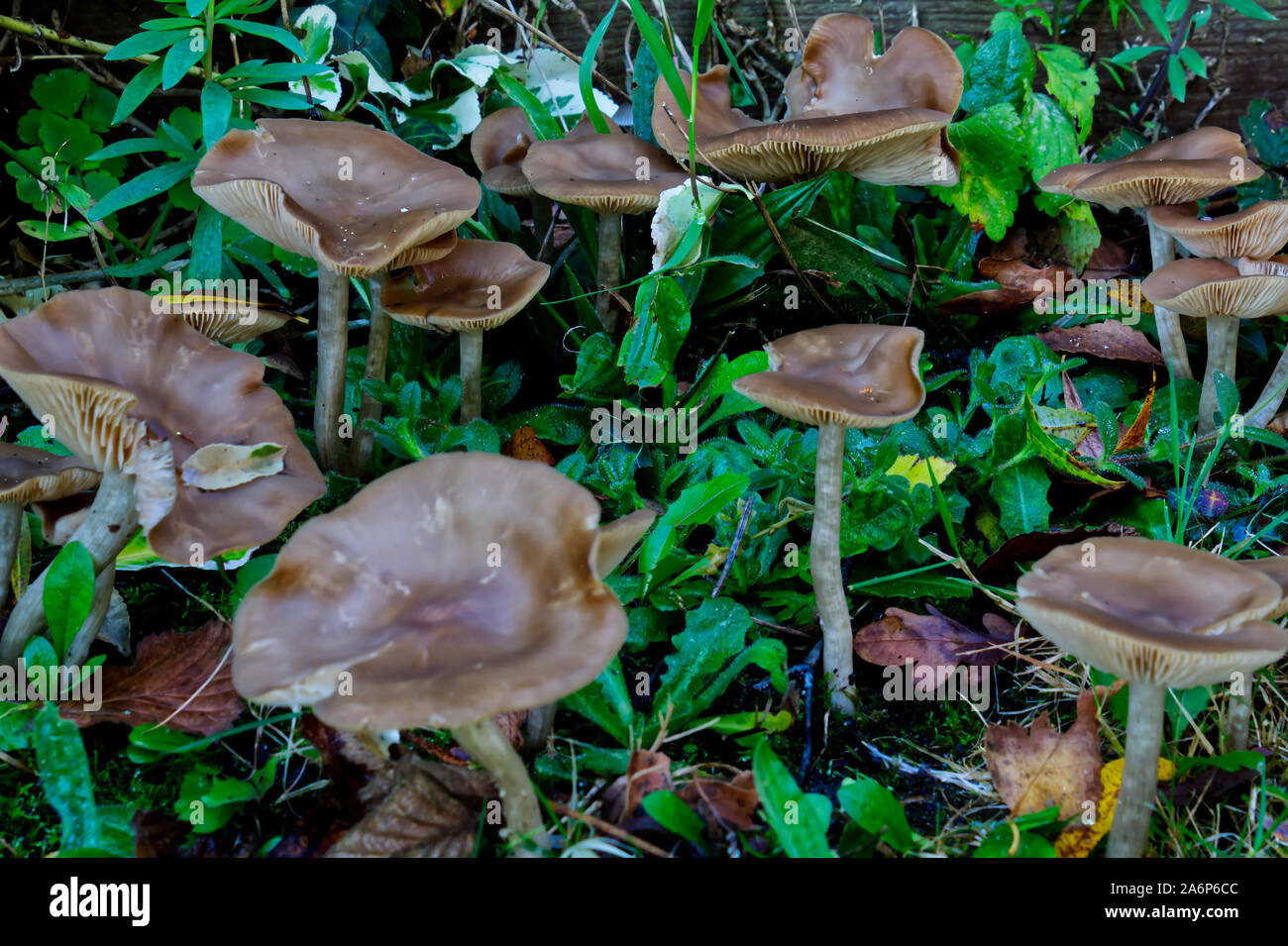 Wild British Fungus Stock Photo