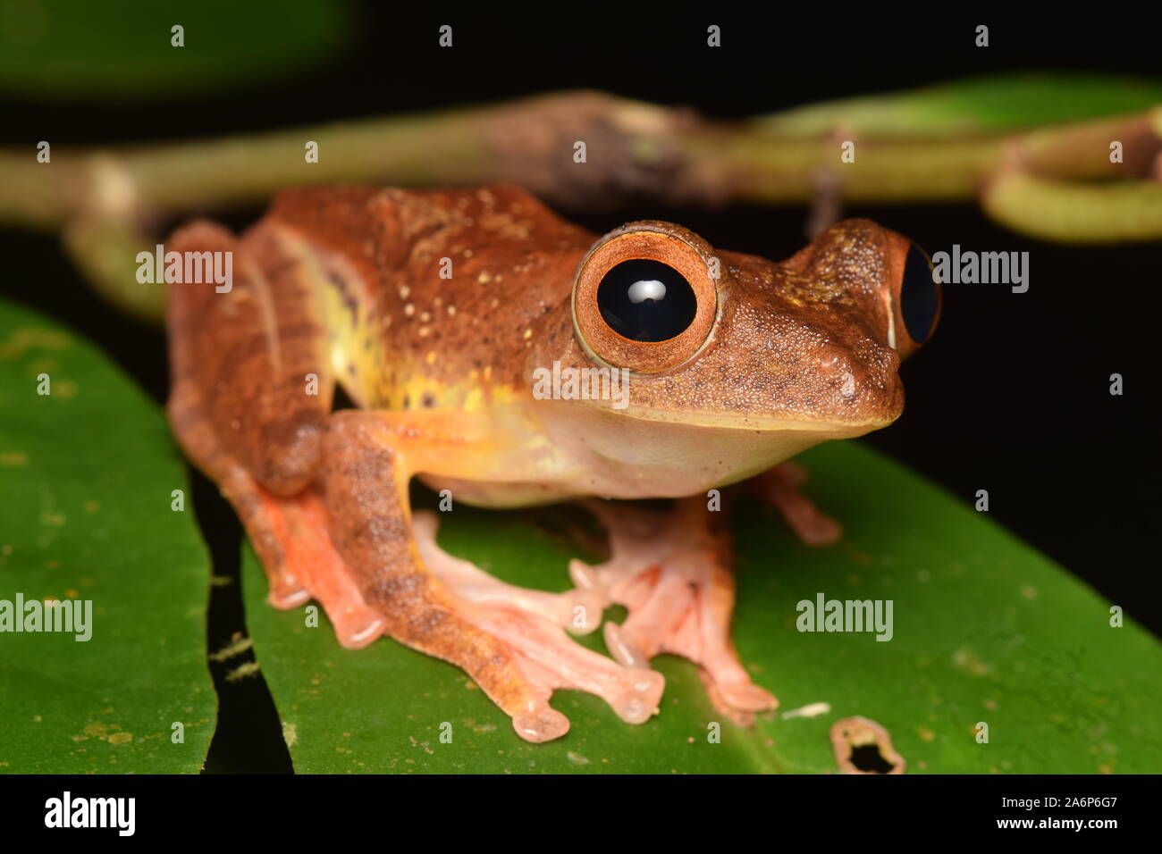 Bornean Frogs Stock Photo