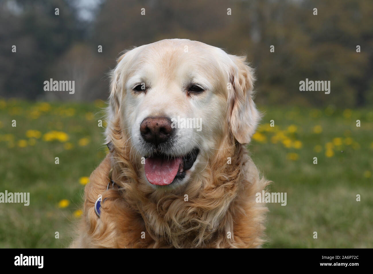 Why Do Golden Retrievers Faces Turn White