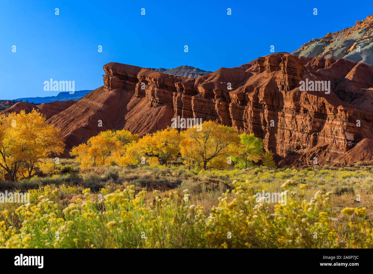 The golden leaves on the cottonwood trees at the base of the red sandstone cliffs in the Fruita area of Capitol Reef National Park, Utah, USA. Stock Photo