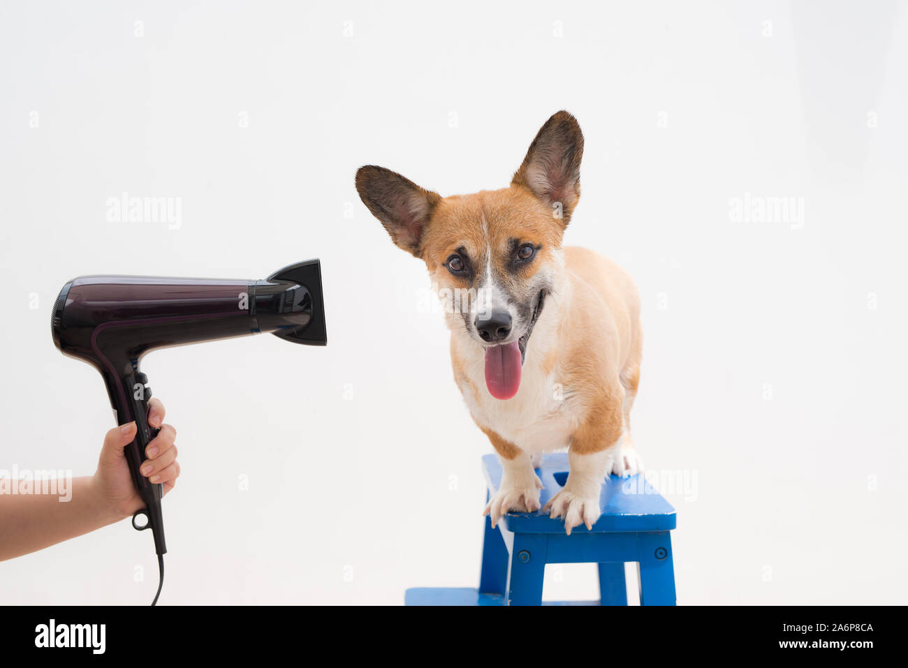 Woman using the hair dry drying wet dog Stock Photo