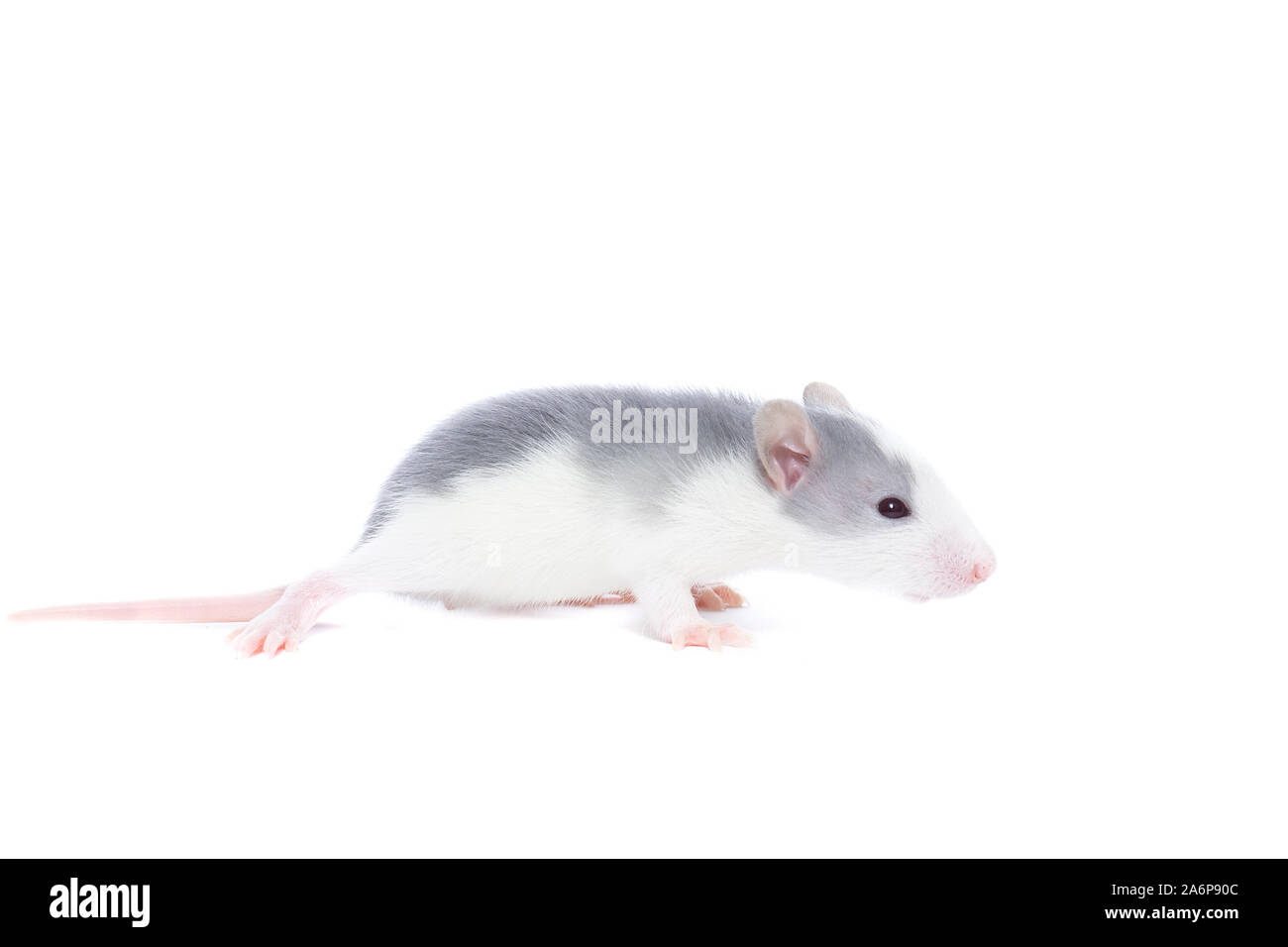rat close-up isolated on white background, rat on new year and Christmas Stock Photo