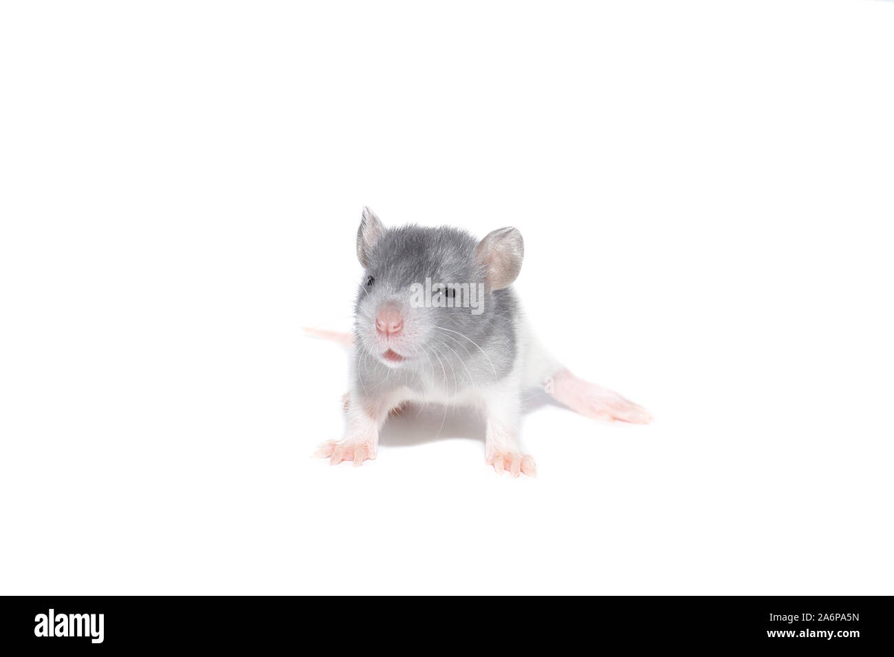 rat close-up isolated on white background, rat on new year and Christmas Stock Photo