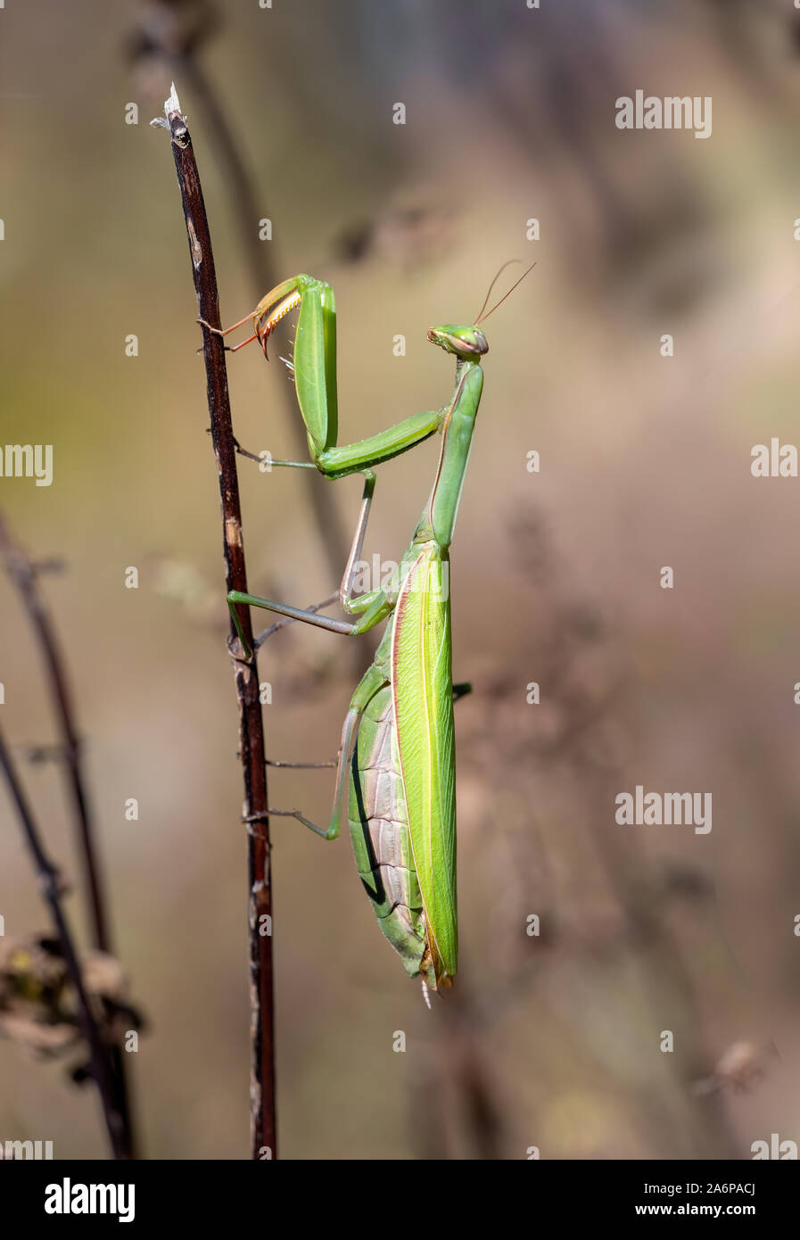 Green female Praying Mantis insect in nature. Mantis religiosa. Italy