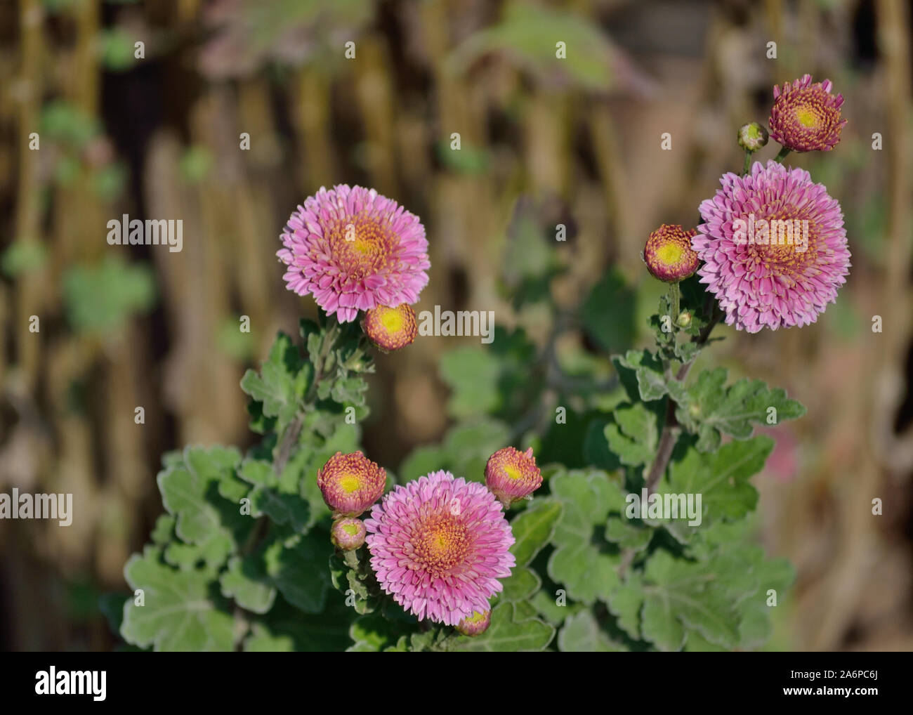 Pink chrysanthemum in the garden, Chrysanthémum × koreanum Stock Photo