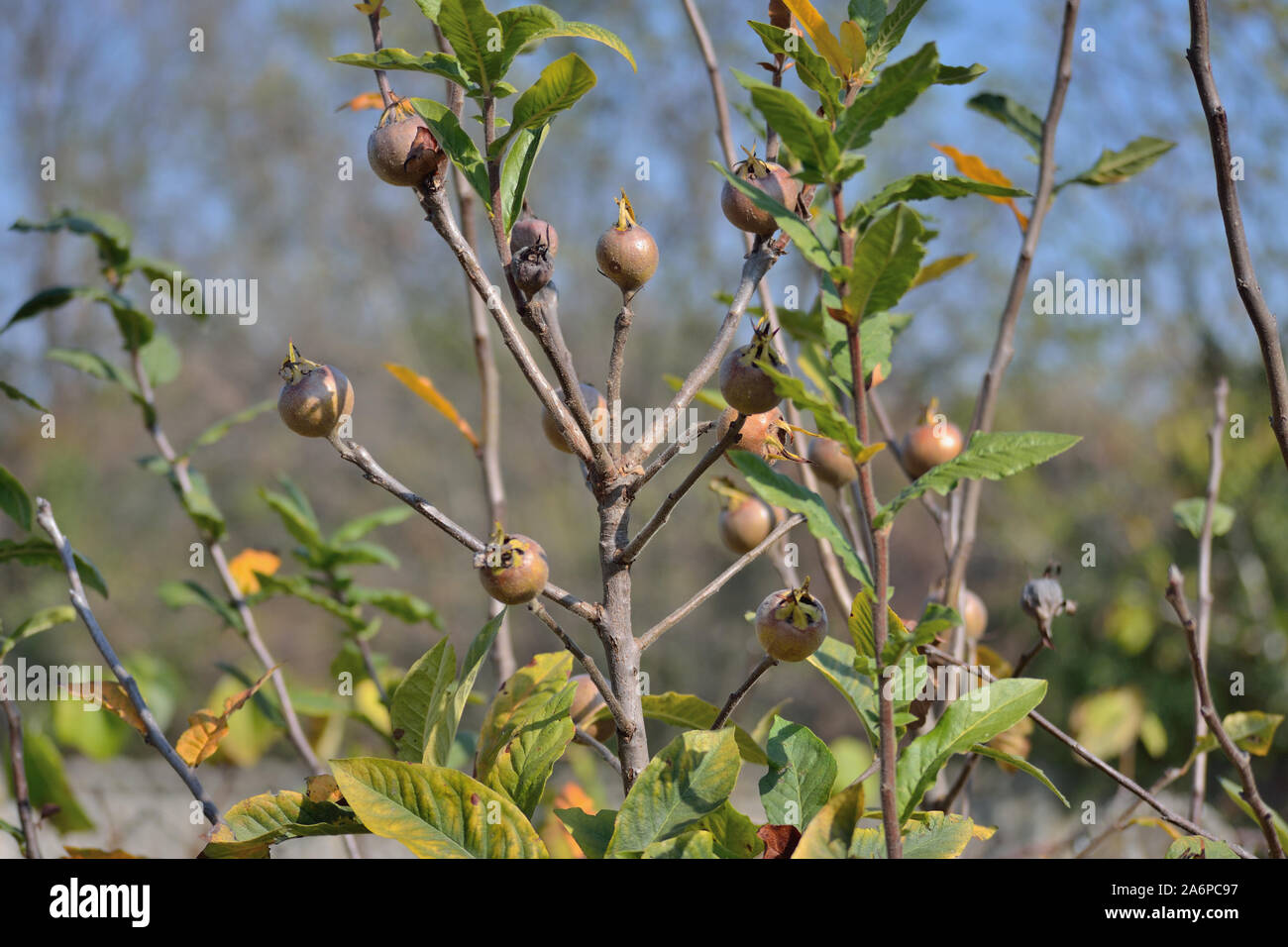 Medlars fruit ripening on tree, Mespilus-germanica in autumn Stock Photo