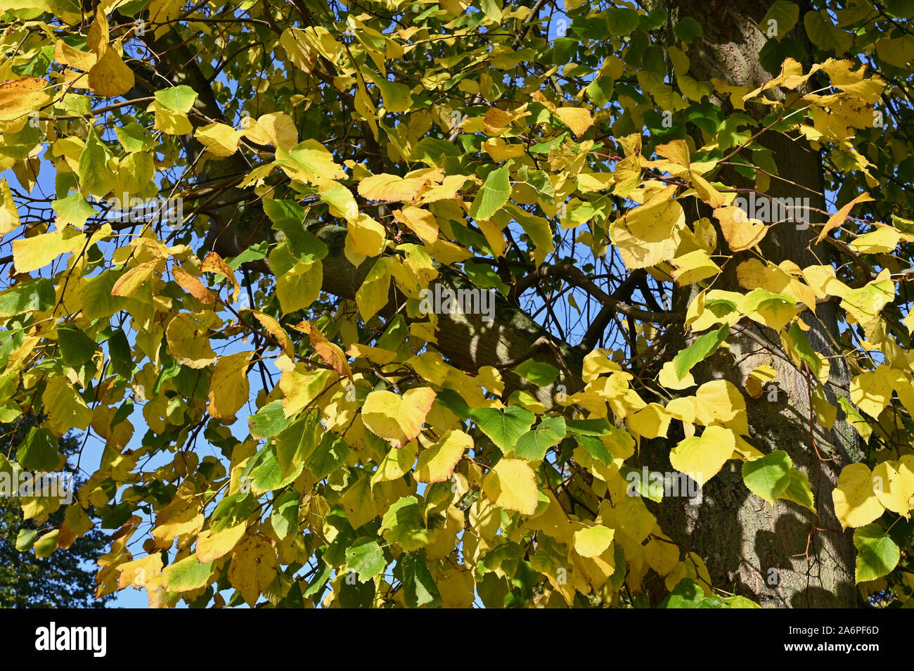Autumn leaves on a tree. Stock Photo