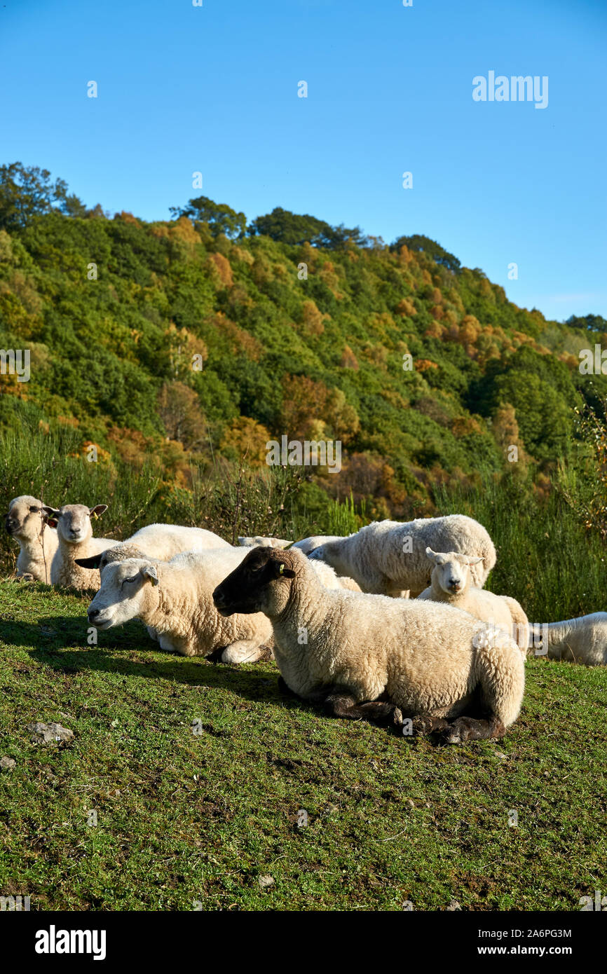 Sheep on the grass in Scottish highlands Stock Photo