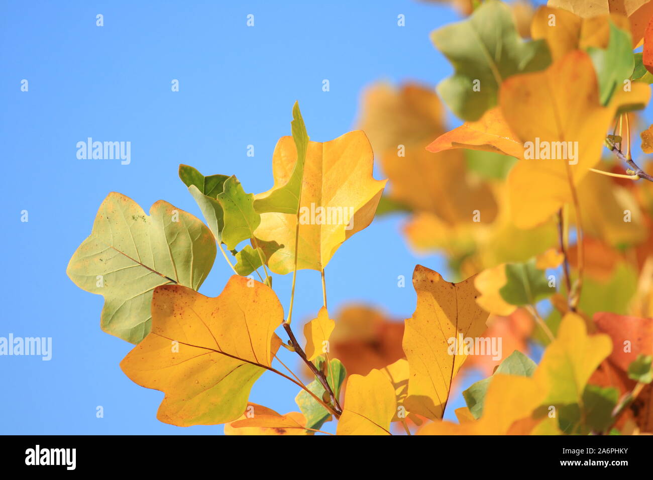 Fall leaves on tree, blue sky in background Stock Photo