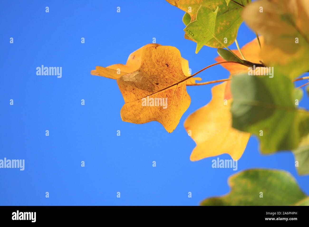 Fall leaves on tree, blue sky in background Stock Photo