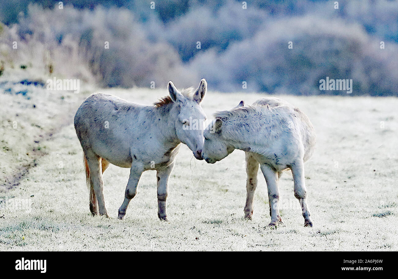 Two donkeys in a frostcovered field near Baltinglass in Co Wicklow