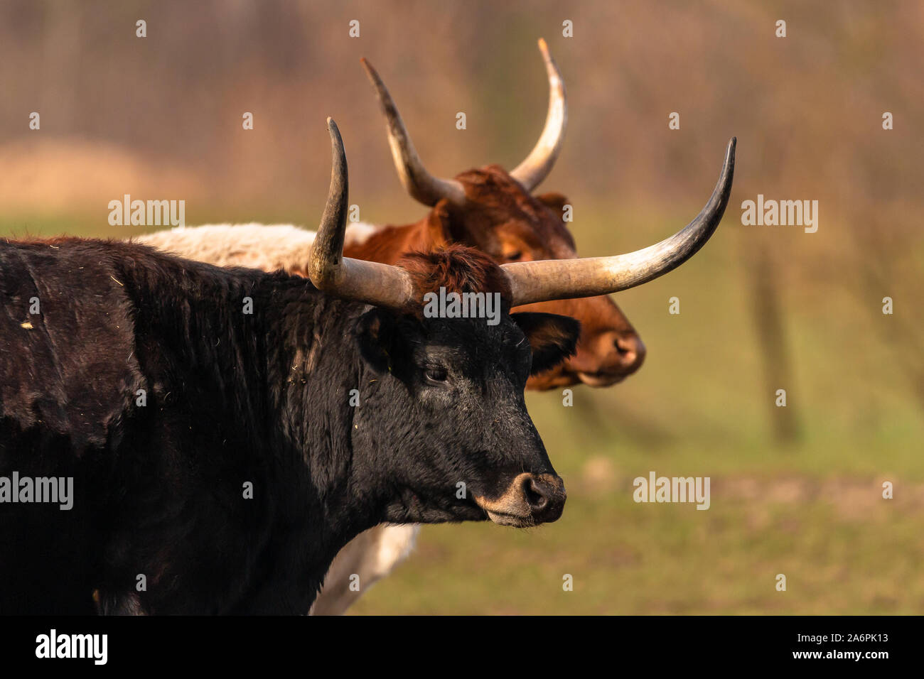 2 Texas Longhorn Rinder im Profil Stock Photo - Alamy