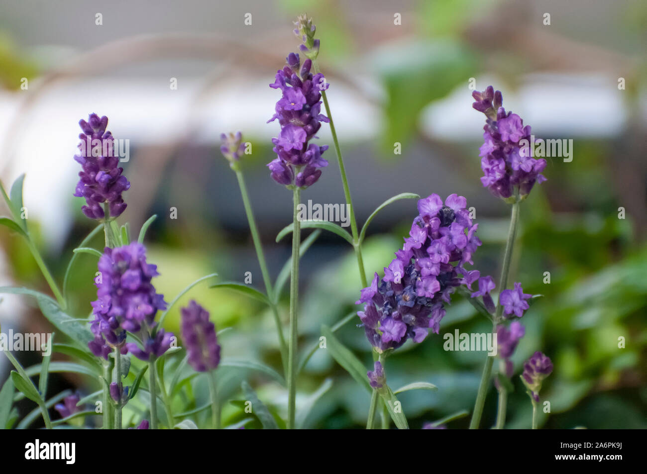 Stem flowering hi-res stock photography and images - Alamy