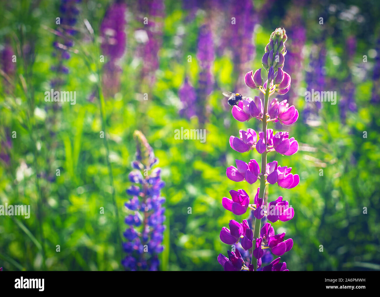 Bumblebee on Purple Flowers of Fireweed or Willowherb, Chamaenerion Angustifolium, on a Sunny Summer Day. Pollination Concept. Stock Photo