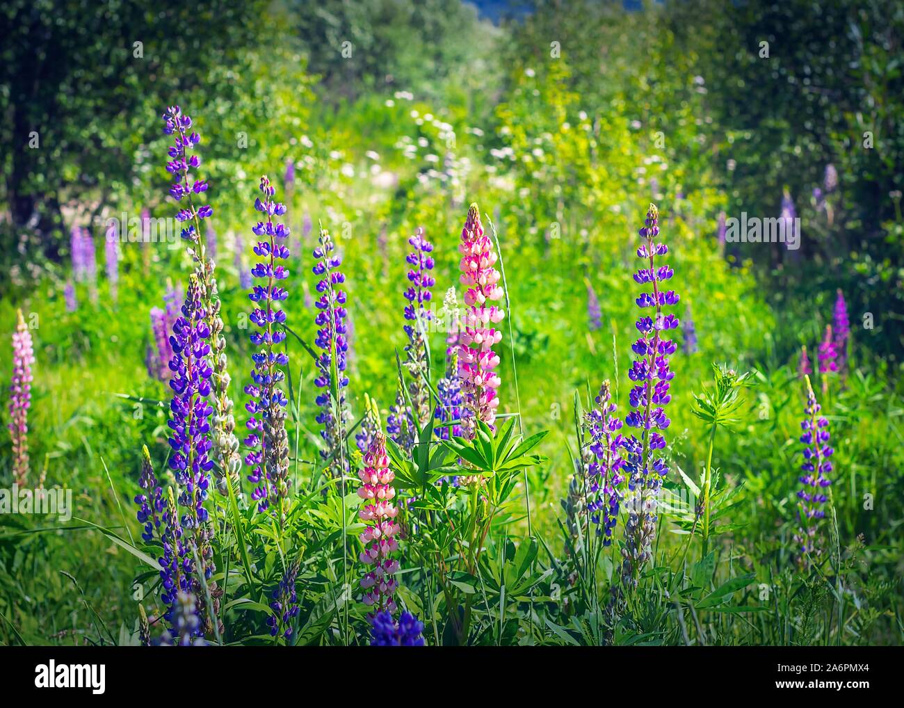 Upright Racemes of Blooming Purple and Pink Flowers of Fireweed or Willowherb, Chamaenerion Angustifolium, on a Sunny Summer Day. Stock Photo