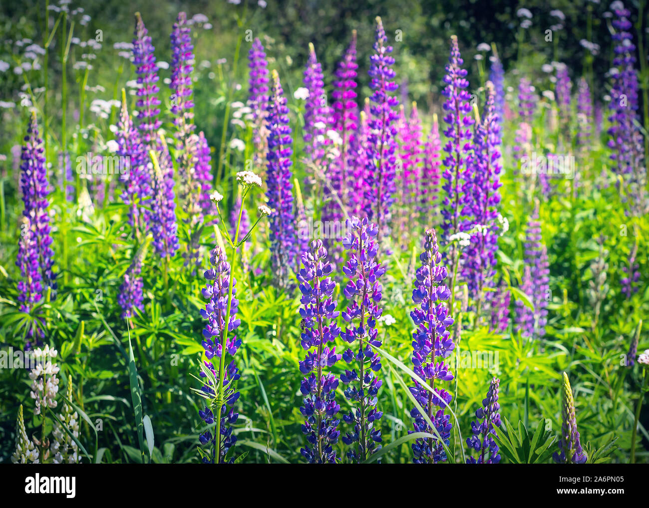 Upright Racemes of Blooming Purple and Pink Flowers of Fireweed or Willowherb, Chamaenerion Angustifolium, on a Sunny Summer Day. Stock Photo