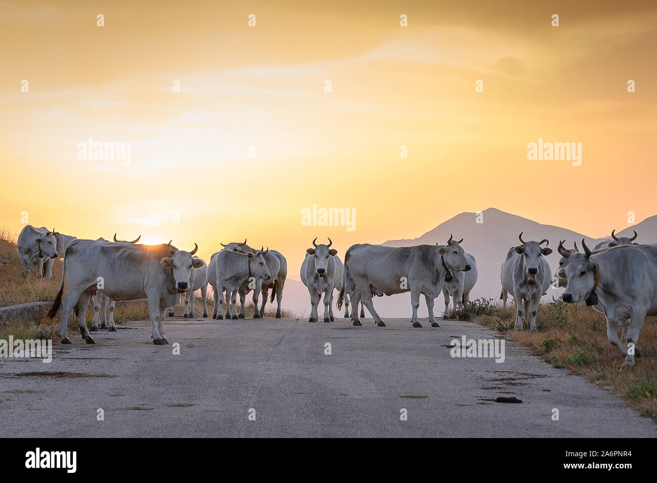 Cows on the road, Italy Stock Photo