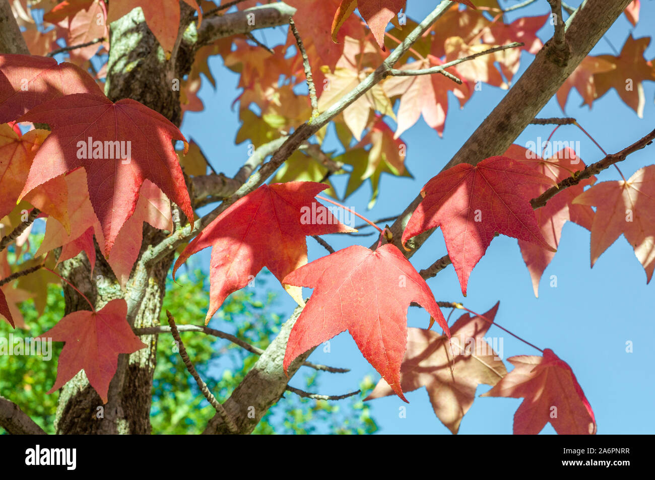 Detail of liquidambar red autumnal foliage Stock Photo