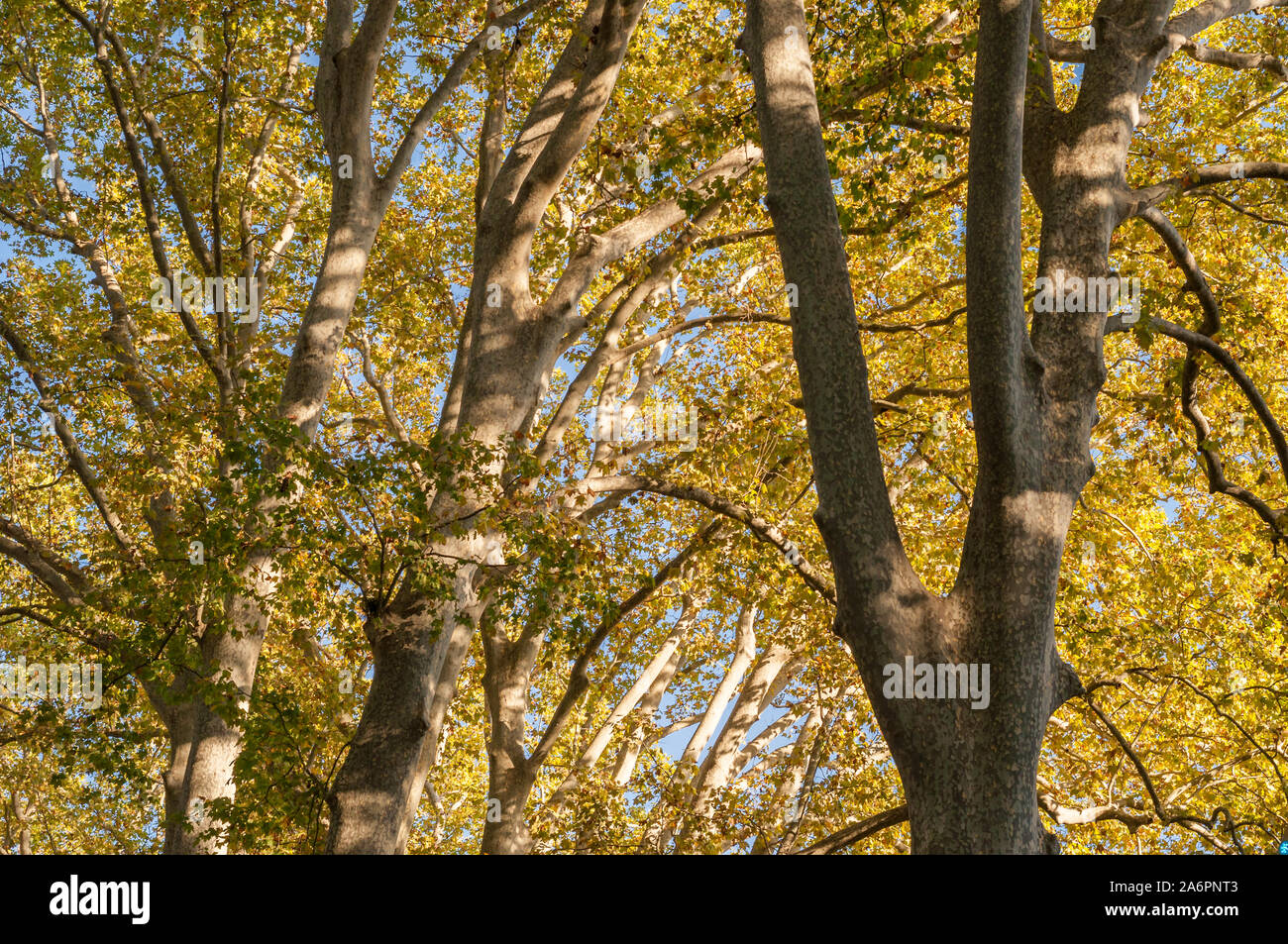 autumnal foliage of platanus hispanica trees Stock Photo